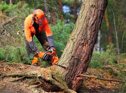 Best Lawn Watering Services  in Lisle, IL